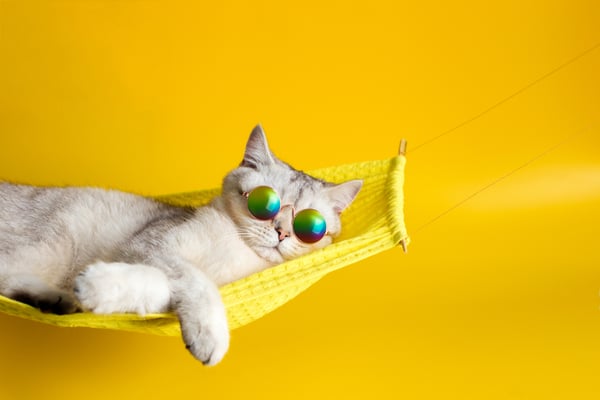 cute-white-british-cat-wearing-sunglasses-on-yello-2022-11-16-00-06-06-utc