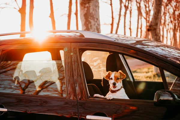 dog-enjoying-a-car-ride-at-sunset-2026-03-11-00-54-51-utc