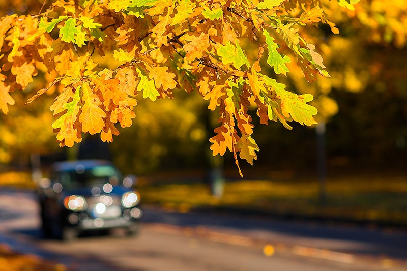 Truck in fall