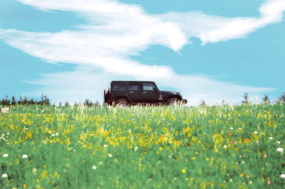 jeep in a field of flowers